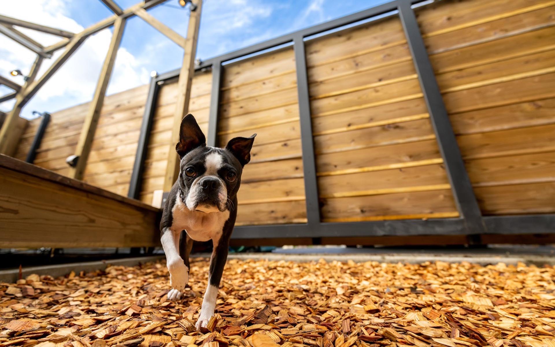 Glamping with your dogs