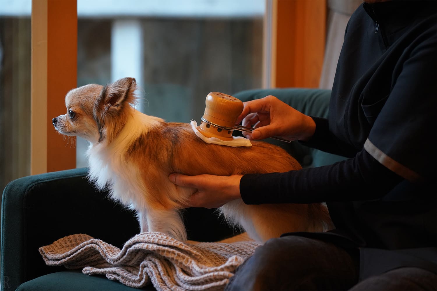 Therapy Exclusively for Dogs